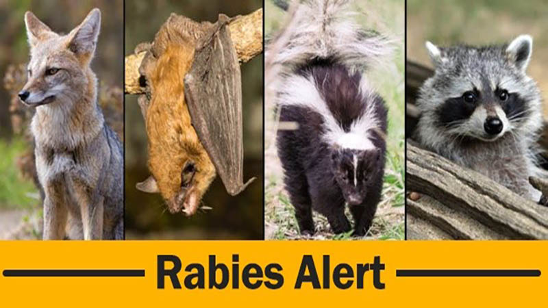 wild animals with rabies